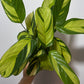 Ctenanthe Pilosa Mosaic - www.augi-plants.lv