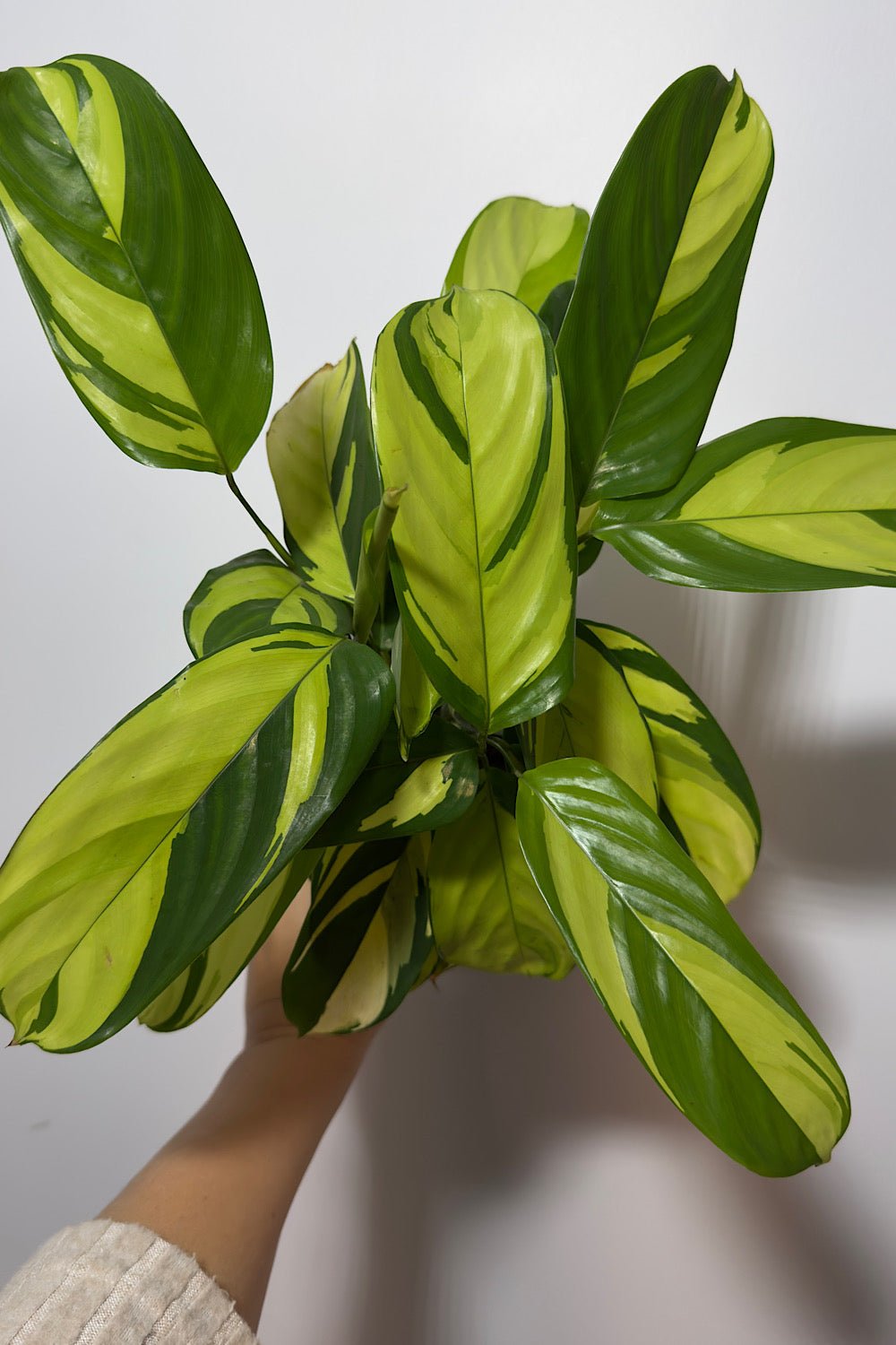 Ctenanthe Pilosa Mosaic - www.augi-plants.lv