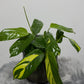 Ctenanthe Pilosa Mosaic - www.augi-plants.lv