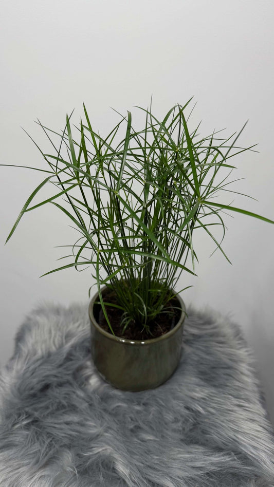 Cyperus Jela - www.augi-plants.lv