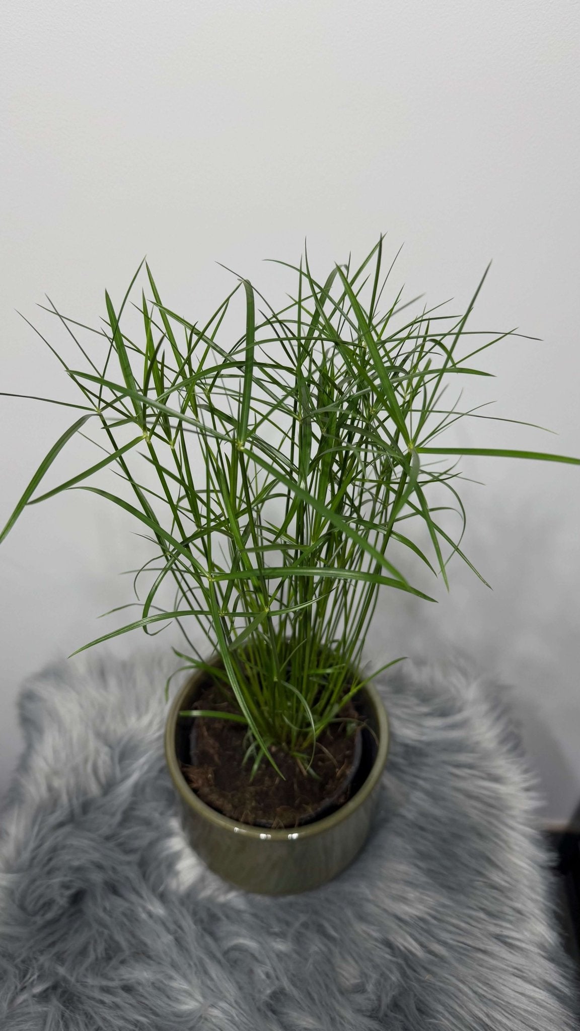 Cyperus Jela - www.augi-plants.lv