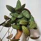 Hoya Sigillatis - www.augi-plants.lv
