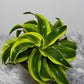 Dracaena Tornado - www.augi-plants.lv