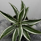 Dracaena White Jewel - www.augi-plants.lv