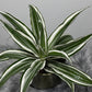 Dracaena White Jewel - www.augi-plants.lv