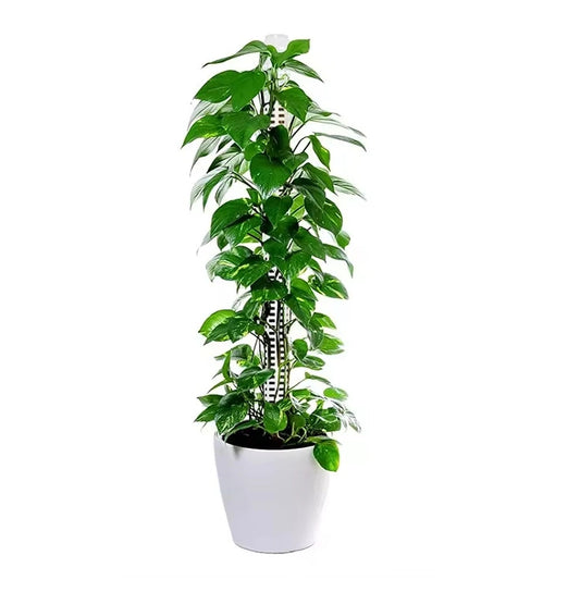 Sfagnu sūnu tuki 50cm