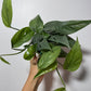 Epipremnum Cebu Blue - www.augi-plants.lv