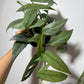 Epipremnum Cebu Blue - www.augi-plants.lv