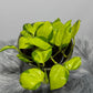 Epipremnum Kiwi - www.augi-plants.lv