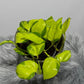Epipremnum Kiwi - www.augi-plants.lv