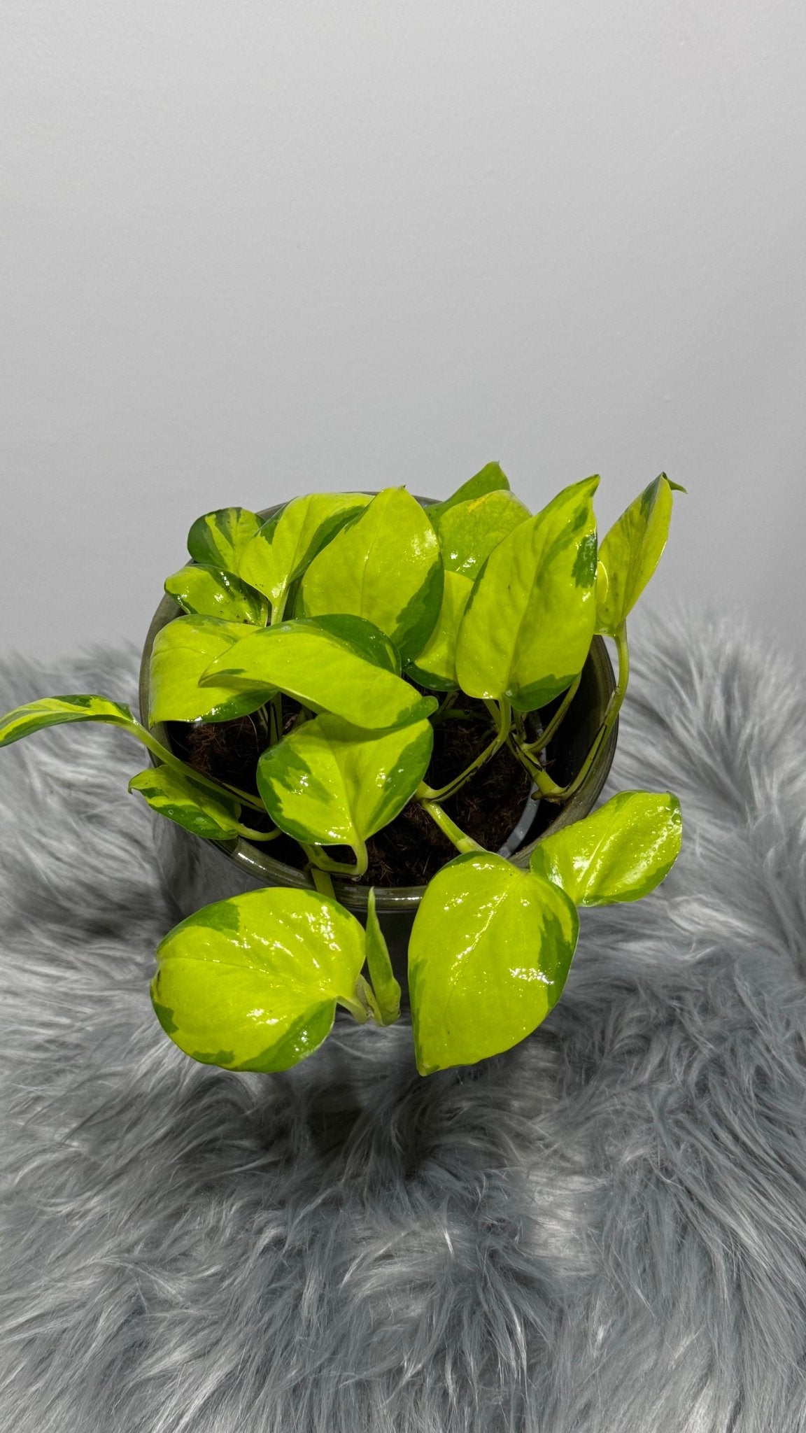Epipremnum Kiwi - www.augi-plants.lv