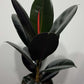 Ficus elastica Abidjan - www.augi-plants.lv