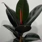 Ficus elastica Abidjan - www.augi-plants.lv