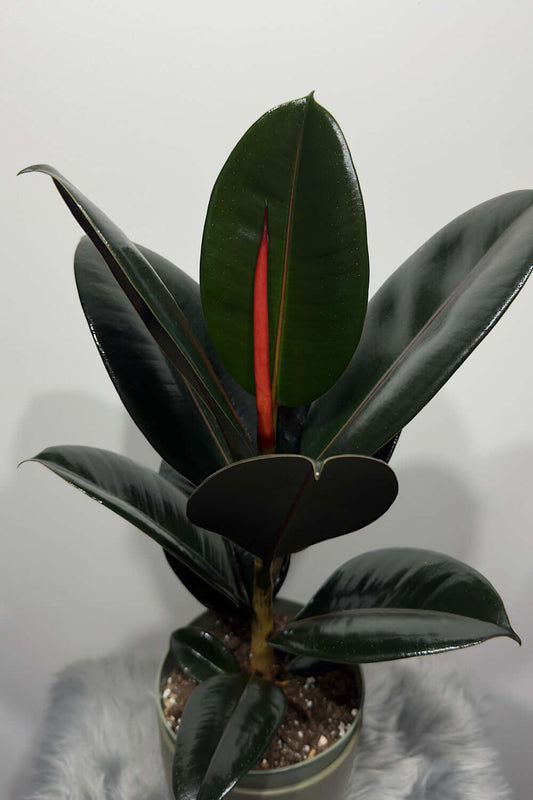Ficus elastica Abidjan - www.augi-plants.lv