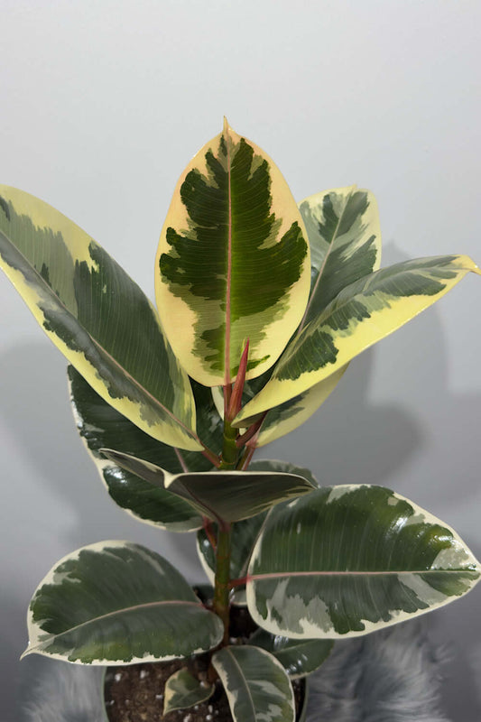Ficus elastica Ruby - www.augi-plants.lv