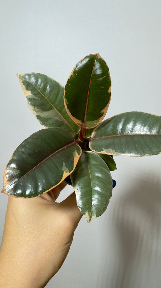Ficus Ruby Bicolor - www.augi-plants.lv
