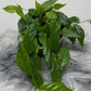 Ficus Sagittata Radicans Green - www.augi-plants.lv