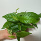 Ficus Sagittata Radicans Green - www.augi-plants.lv