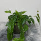 Ficus Sagittata Radicans Green - www.augi-plants.lv