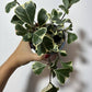 Ficus Triangularis Variegated - www.augi-plants.lv