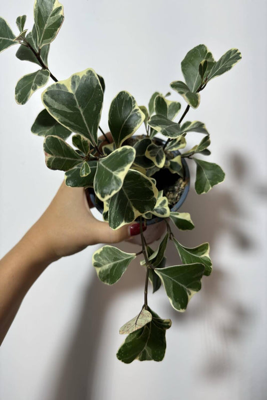 Ficus Triangularis Variegated - www.augi-plants.lv