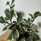 Ficus Triangularis Variegated - www.augi-plants.lv