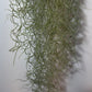 Gaisa augs Tillandsia Usneoides Air plant - www.augi-plants.lv