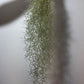 Gaisa augs Tillandsia Usneoides Air plant - www.augi-plants.lv