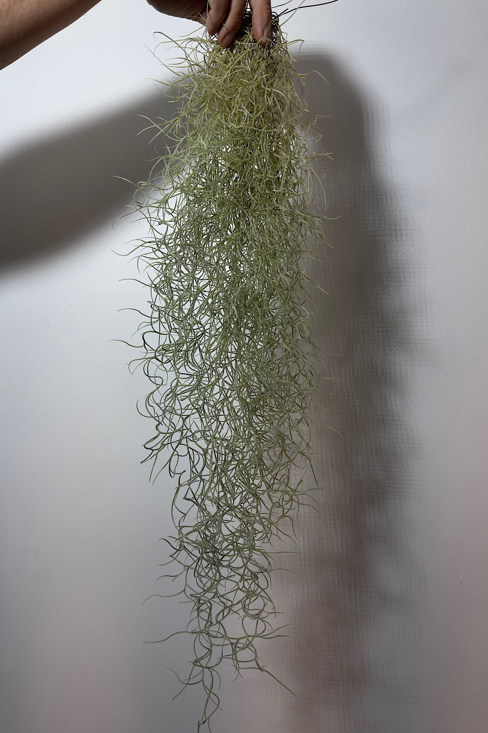 Gaisa augs Tillandsia Usneoides Air plant - www.augi-plants.lv