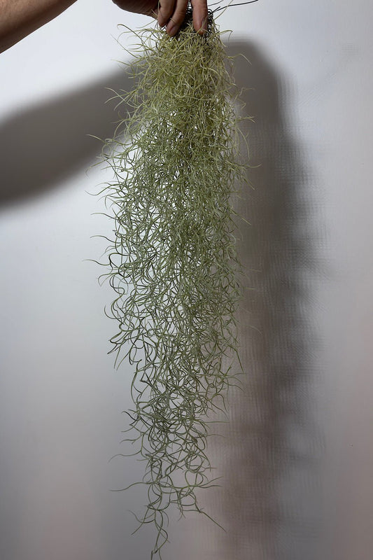 Gaisa augs Tillandsia Usneoides Air plant - www.augi-plants.lv