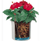 Hidroponikas puķu podi LENI - www.augi-plants.lv