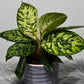 Homalomena Camouflage - www.augi-plants.lv
