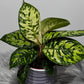 Homalomena Camouflage - www.augi-plants.lv