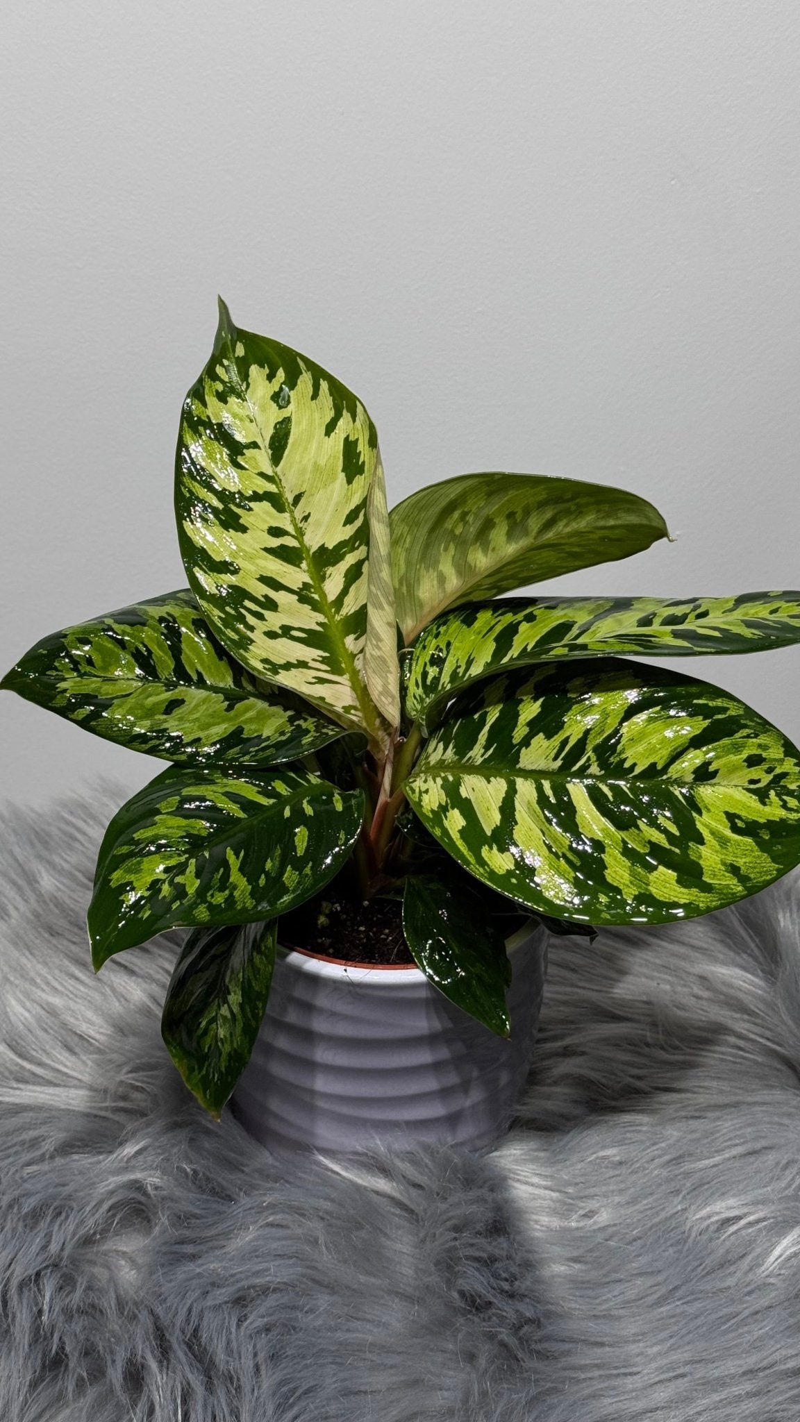 Homalomena Camouflage - www.augi-plants.lv