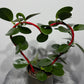 Hoya Australis - www.augi-plants.lv