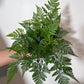 Humata Tyermannii - www.augi-plants.lv