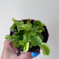 Mušķērājs Dionaea Muscipula