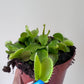 Mušķērājs Dionaea Muscipula