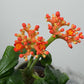 Jatropha Podagrica - www.augi-plants.lv