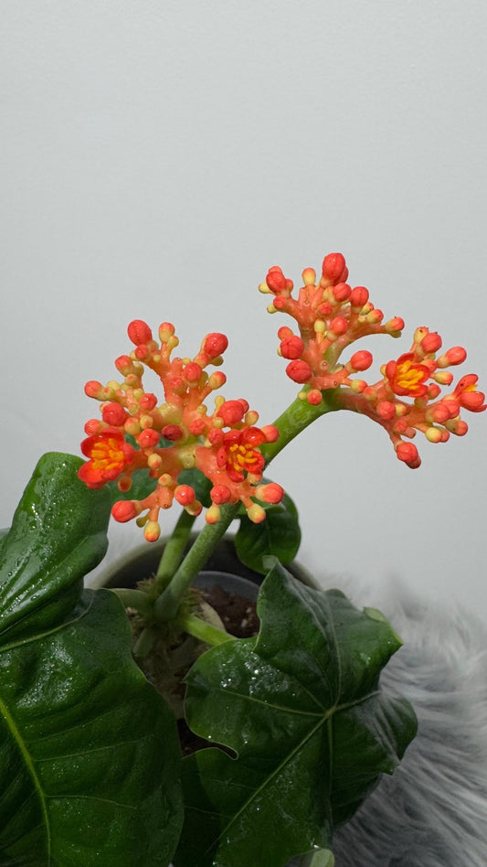 Jatropha Podagrica - www.augi-plants.lv