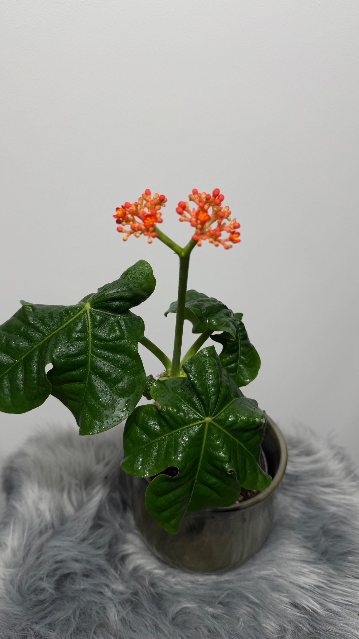 Jatropha Podagrica - www.augi-plants.lv