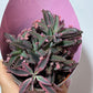 Kalanchoe Pink Butterfly - www.augi-plants.lv