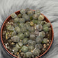 Lithops 6 - www.augi-plants.lv