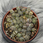 Lithops 6 - www.augi-plants.lv