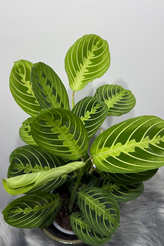 Maranta Lemon - www.augi-plants.lv
