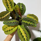 Maranta Red Stripe - www.augi-plants.lv