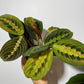 Maranta Red Stripe - www.augi-plants.lv