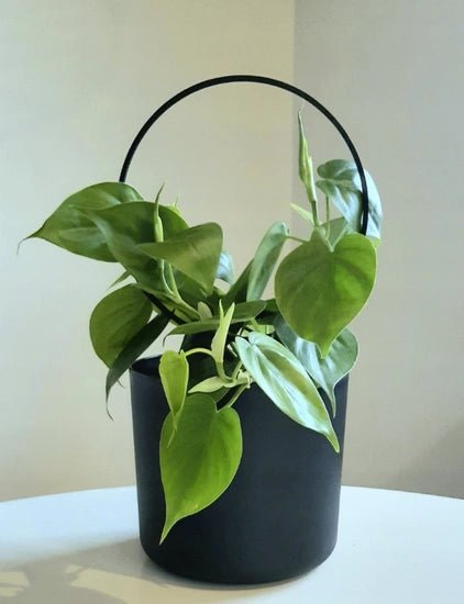 Metāla atbalsta riņķis augiem - www.augi-plants.lv
