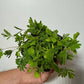 Mimosa Pudica - www.augi-plants.lv