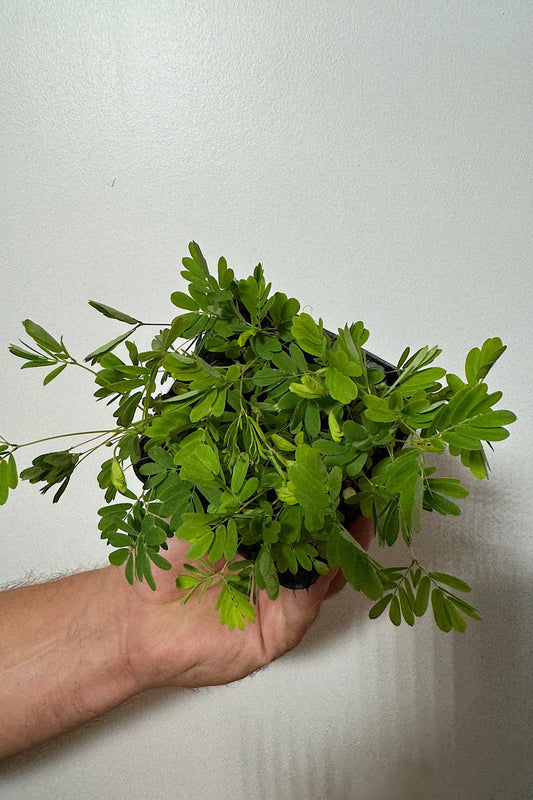 Mimosa Pudica - www.augi-plants.lv